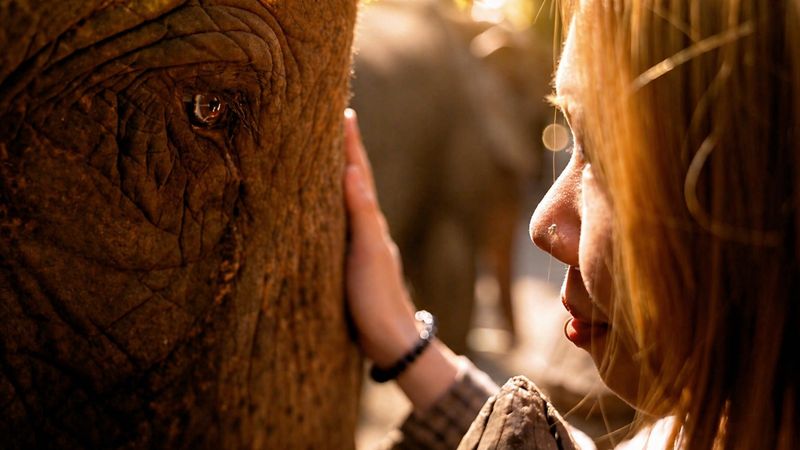 A young woman rests her hand on an elephant, her eye beside its eye