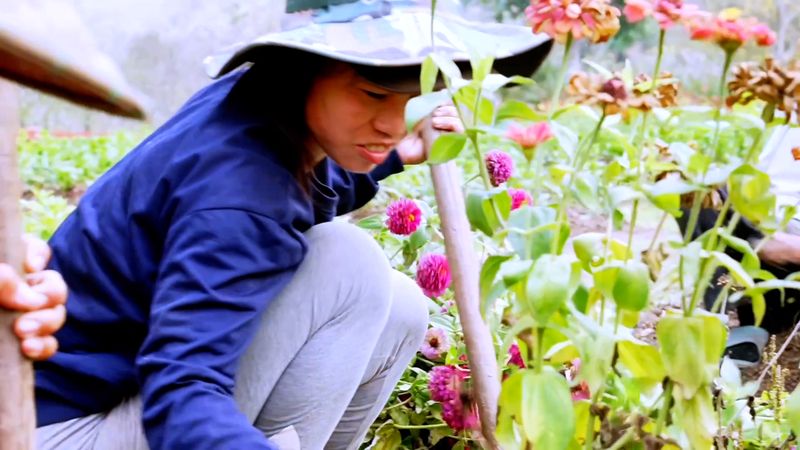 A gardener tends the zinnias in the flower garden at Green Jungle Park